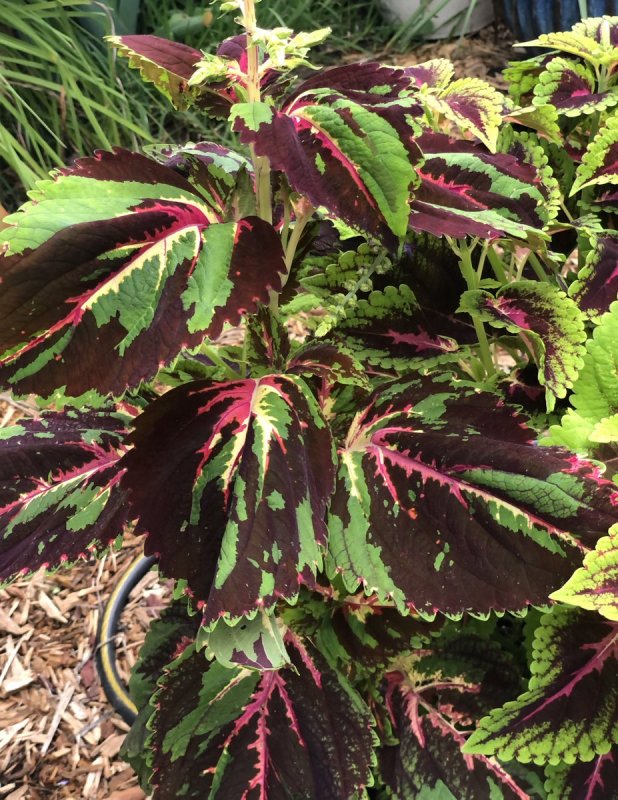 Колеус Coleus Combat