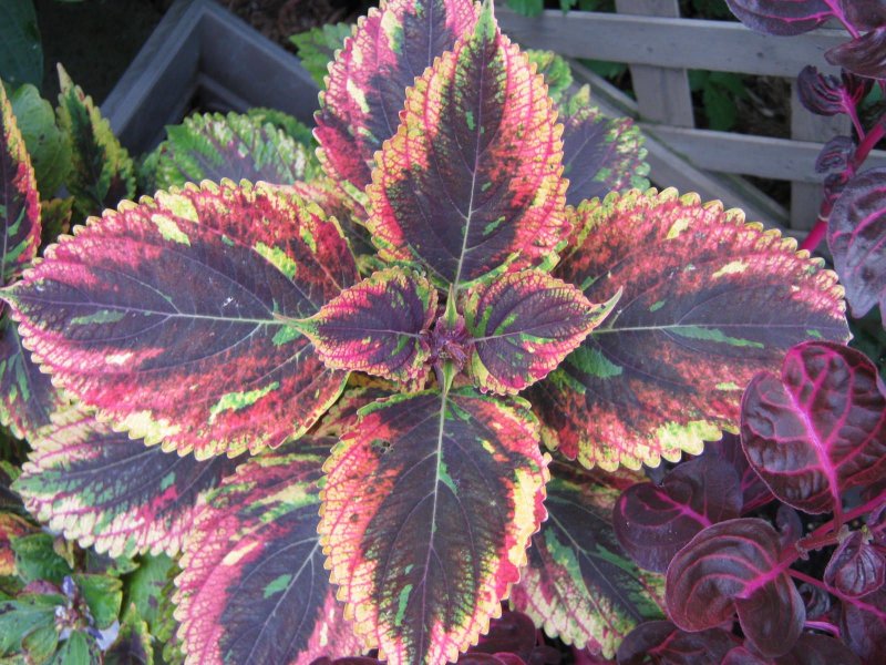 Колеус Croton