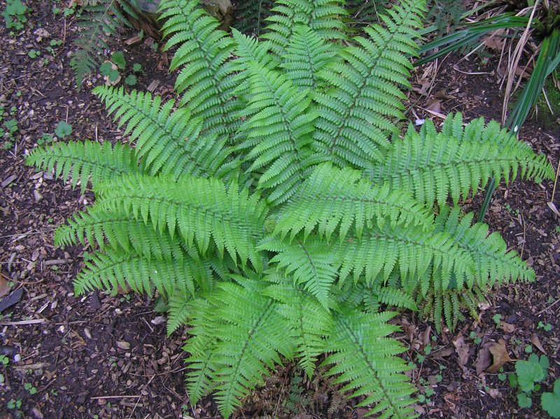 The Lost Gardens of Heligan