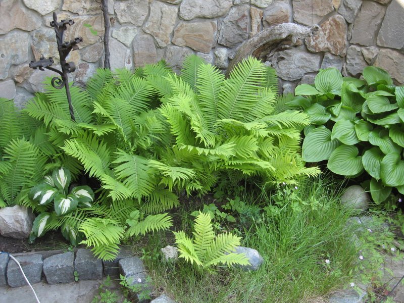 Страусник папоротник struthiopteris
