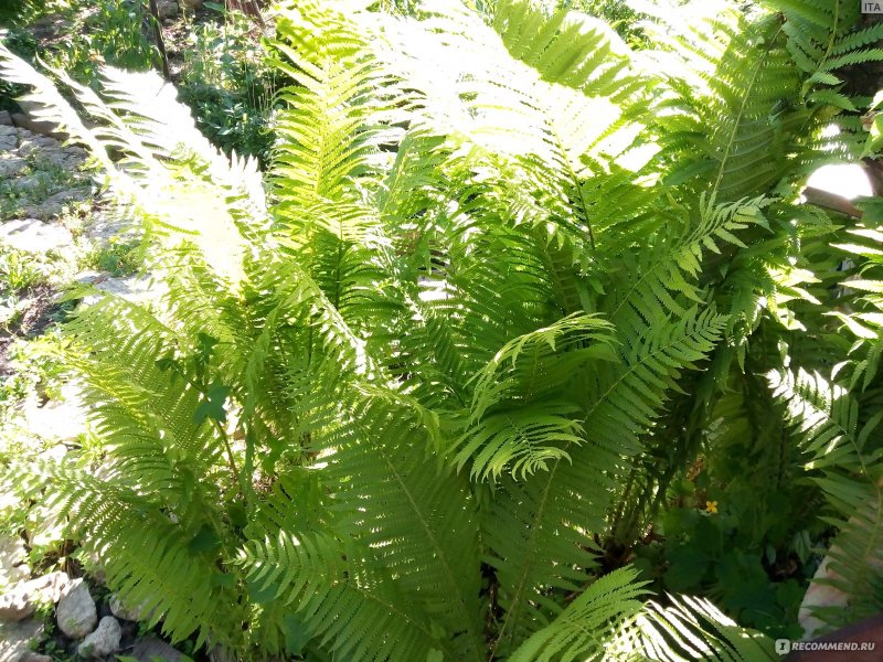 Matteuccia struthiopteris