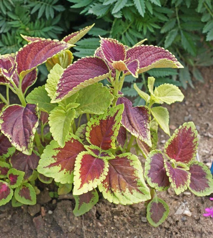 Колеус Coleus Blumei