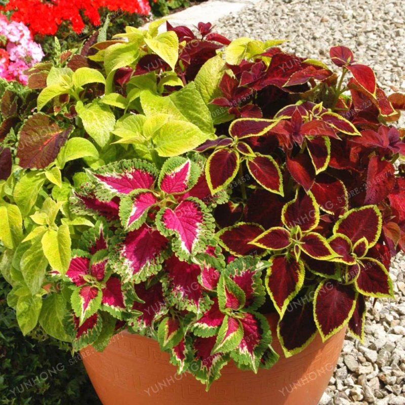 Колеус Coleus Blumei
