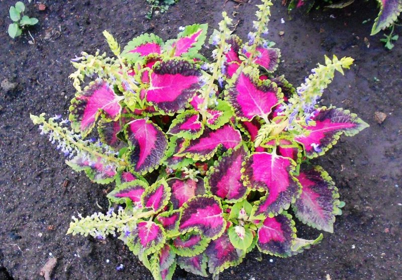 Колеус Red Croton