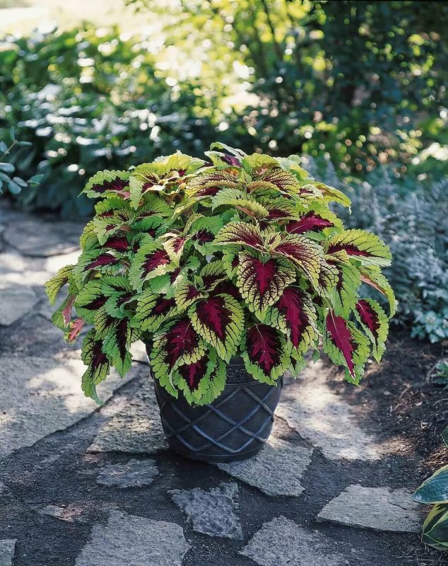 Колеус Red Croton