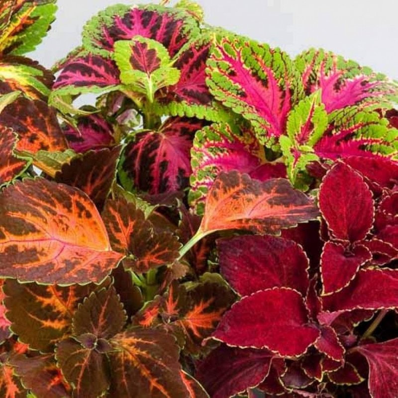 Колеус Coleus Combat