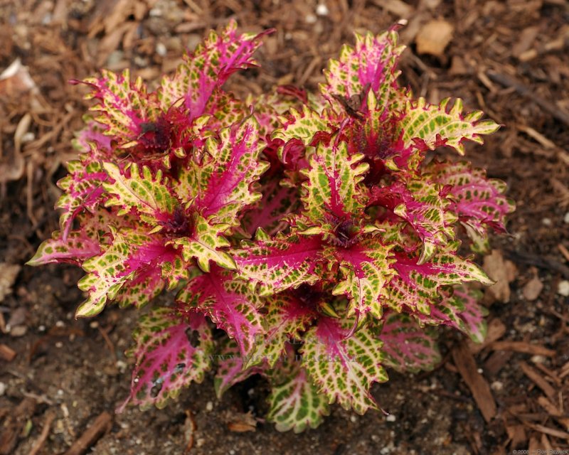 Колеус Coleus Spicy