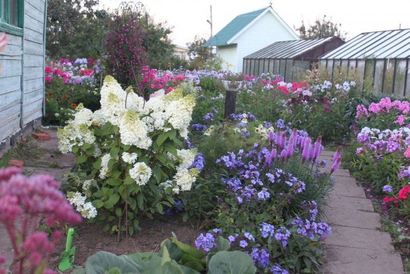 Бузульник и хосты