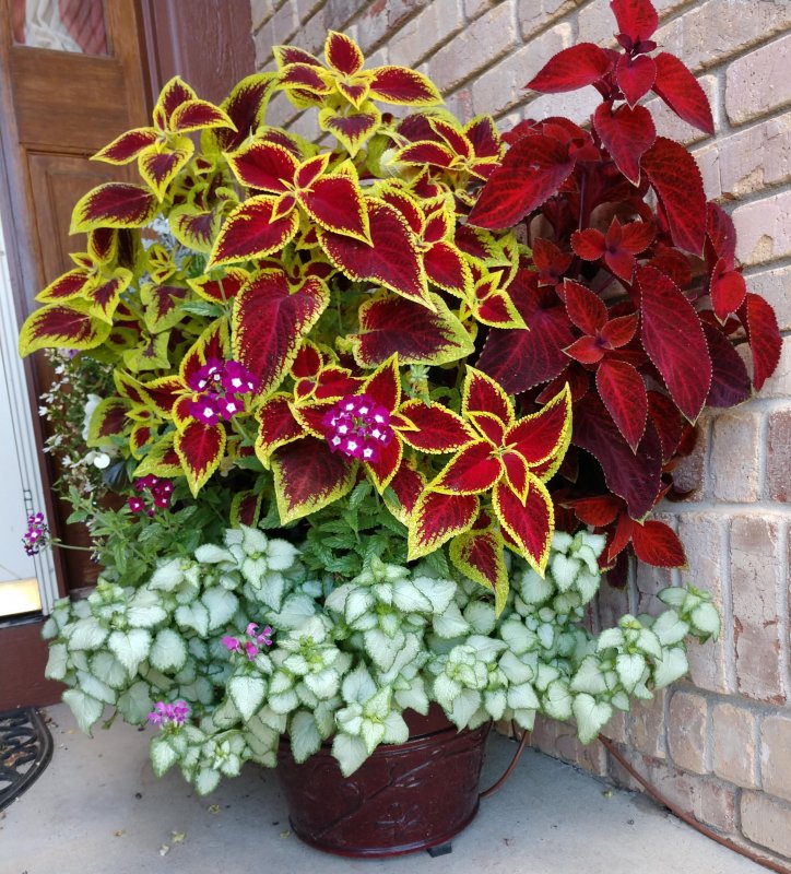 Колеус Coleus Juliet Quartermain