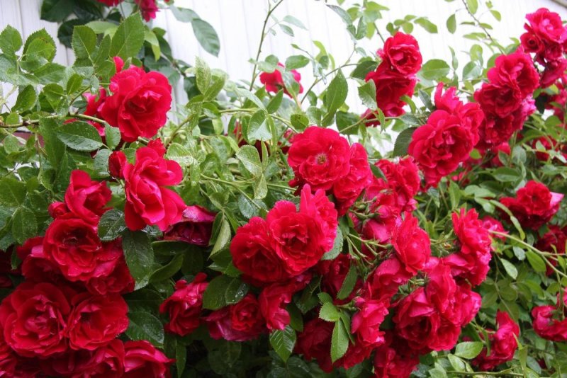 Роза Paul's Scarlet Climber
