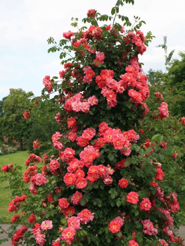 Роза плетистая Gertrude Jekyll
