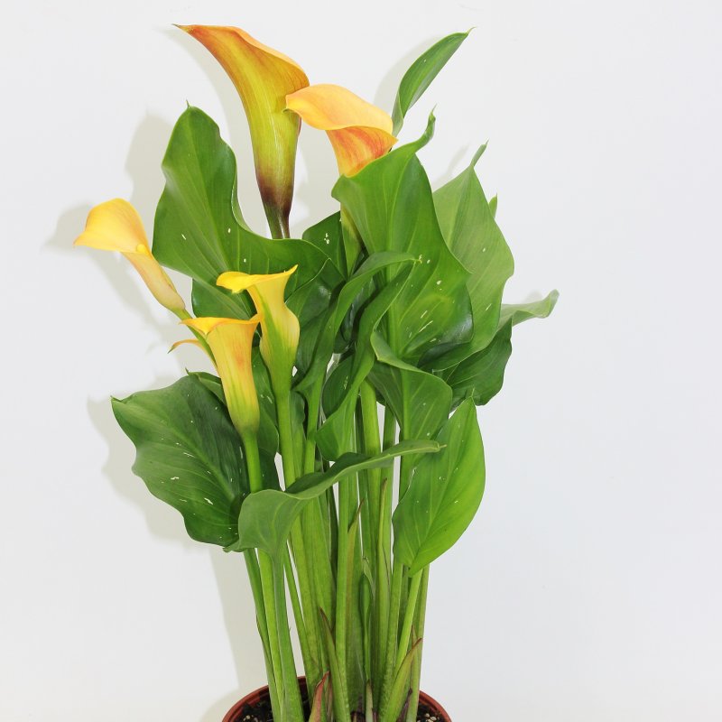 Калла Zantedeschia aethiopica