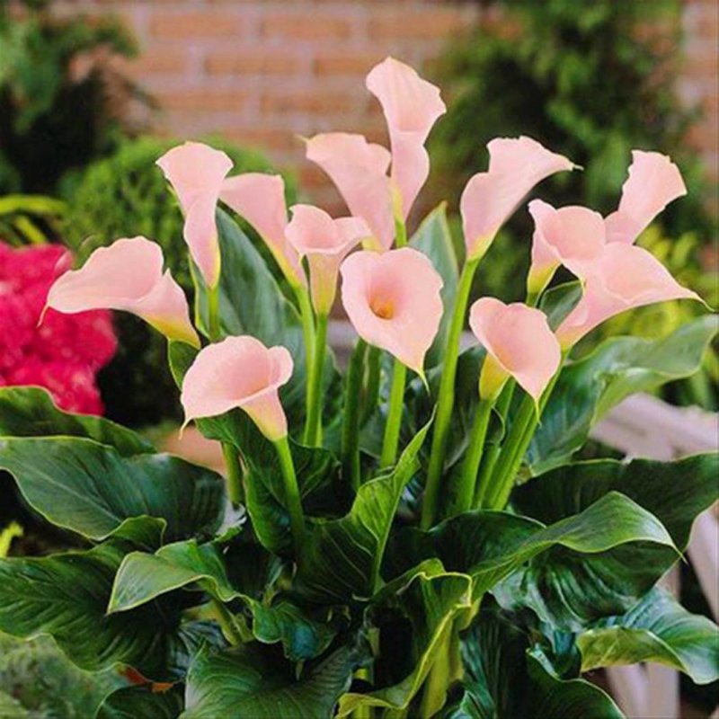 Calla Lily Zantedeschia aethiopica