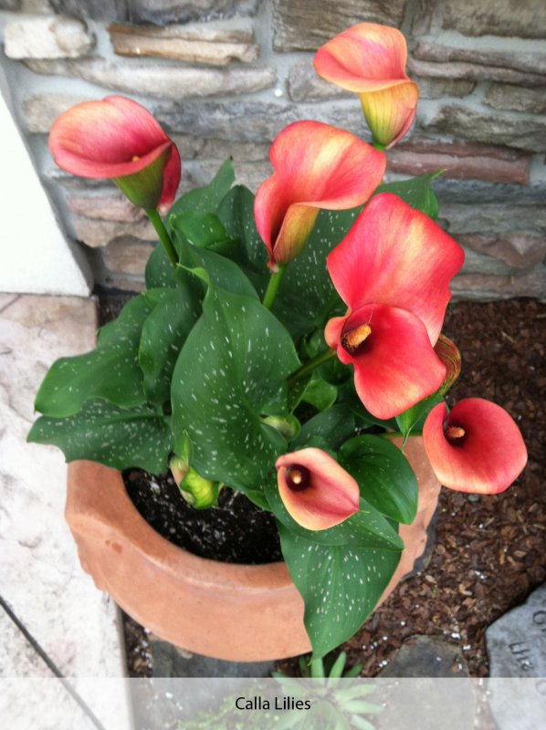 Zantedeschia Odessa Калла