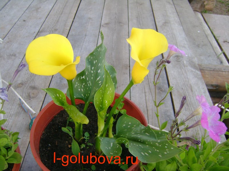 Калла Гавана