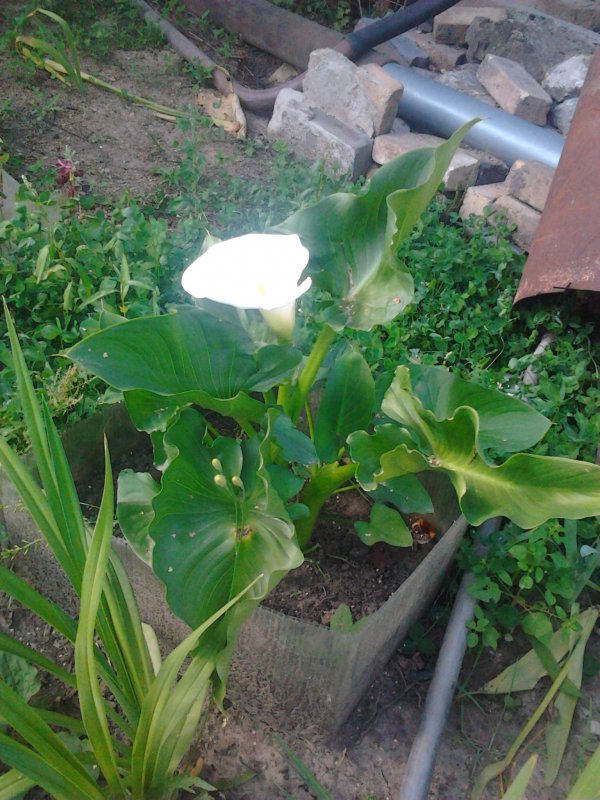 Zantedeschia aethiopica