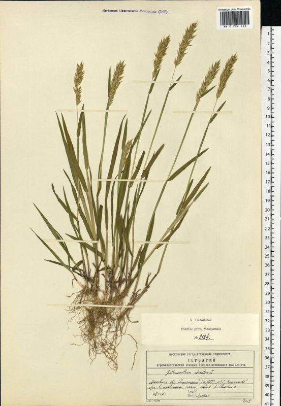 Spikelets grass