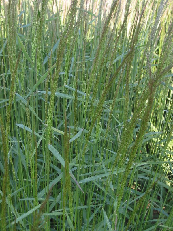 Anthoxanthum odoratum l.