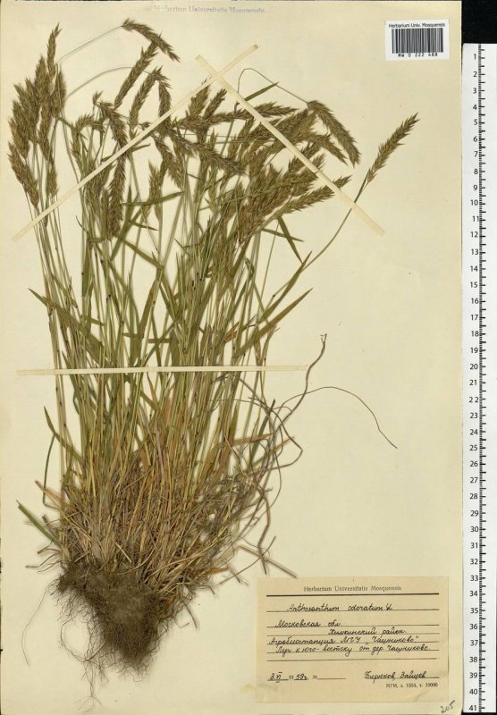 Душистый колосок обыкновенный (Anthoxanthum odoratum)