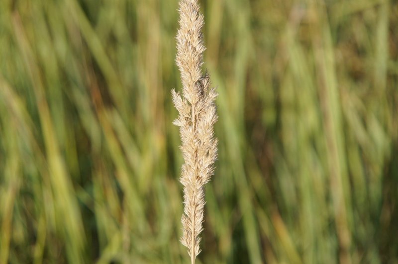Alopecurus pratensis