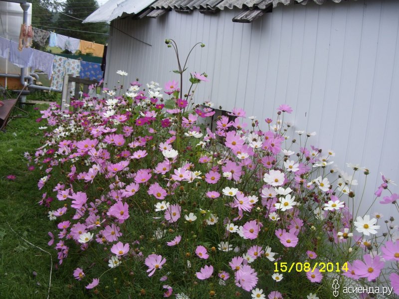 Космея Cosmos Sonata Pink