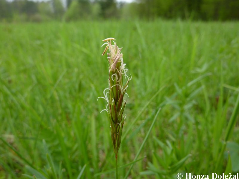 Душистый колосок Anthoxanthum odoratum