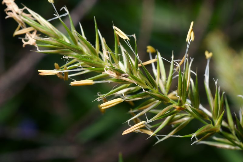 Колосок Anthoxanthum odoratum