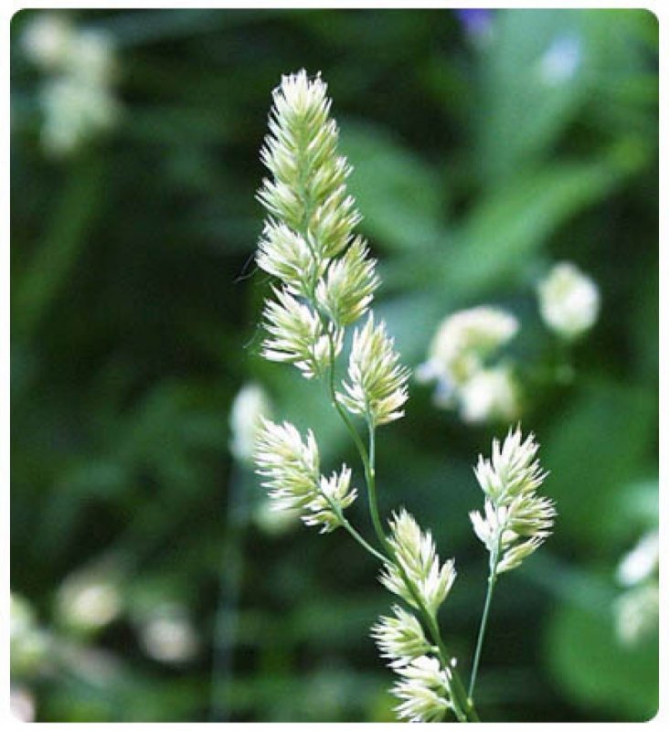 Anthoxanthum odoratum