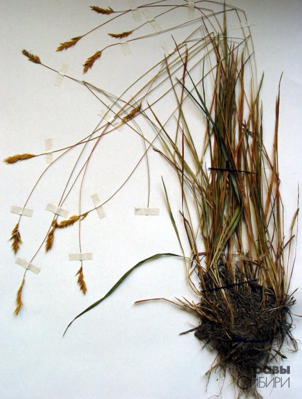 Hierochloe glabra