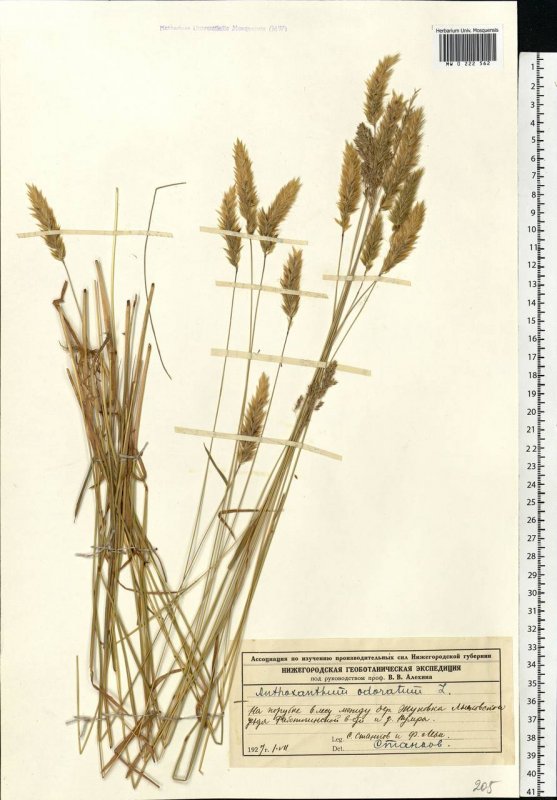 Anthoxanthum hirtum
