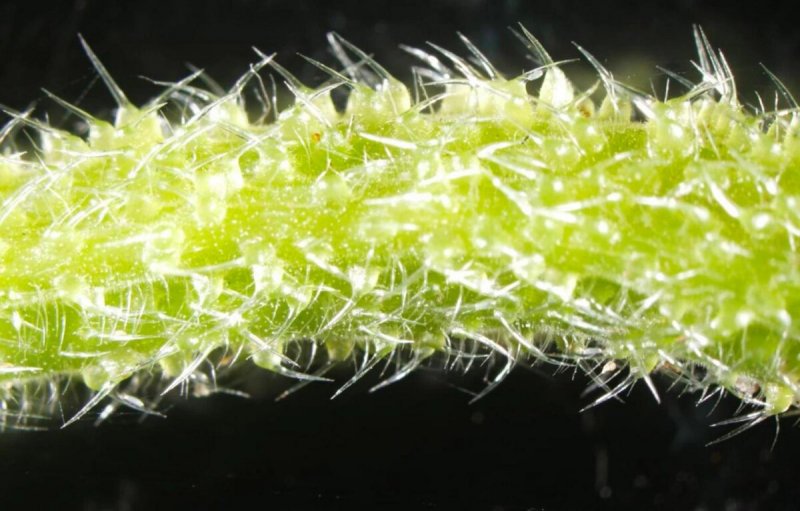 Urtica Ferox – Крапивное дерево Онгаонга