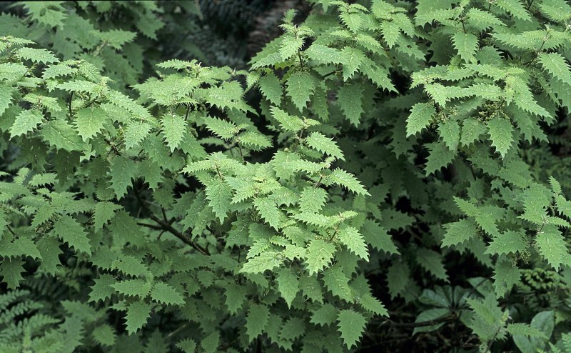 Urtica Ferox – Крапивное дерево Онгаонга