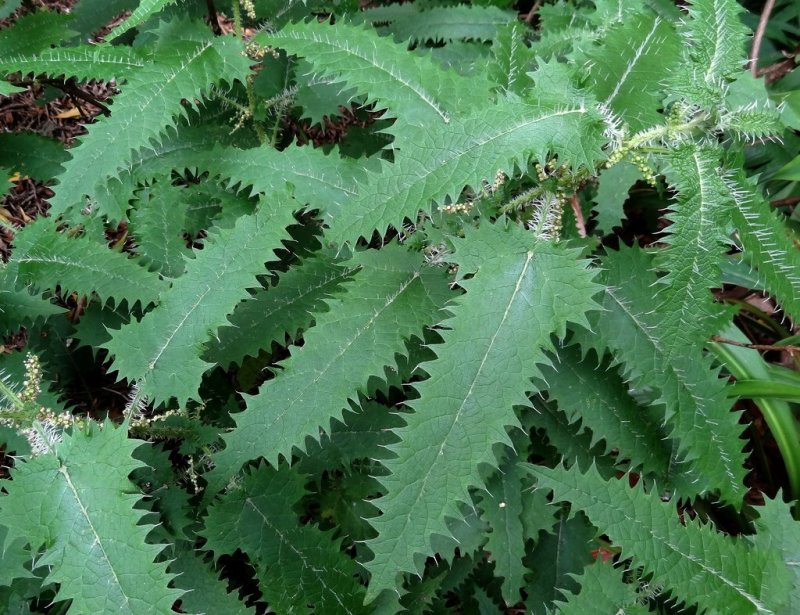 Urtica Ferox – Крапивное дерево Онгаонга