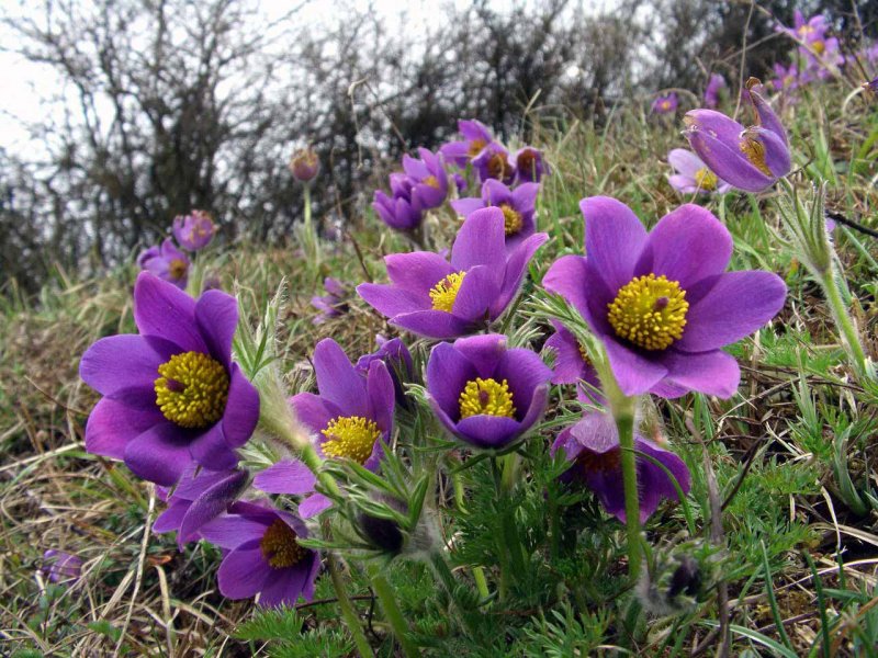 Прострел обыкновенный Pulsatilla vulgaris rubra