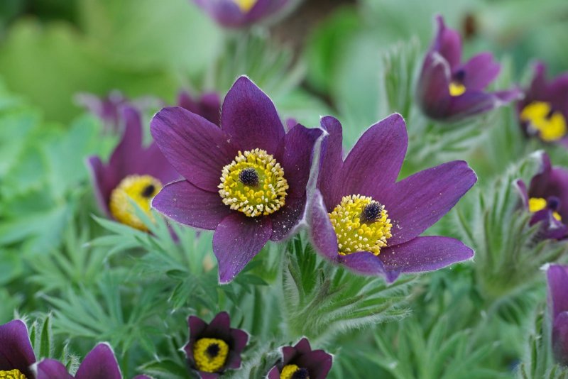 Прострел обыкновенный (Pulsatilla vulgaris)