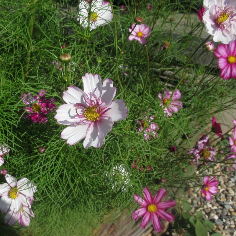 Космея Cosmos Sonata Pink