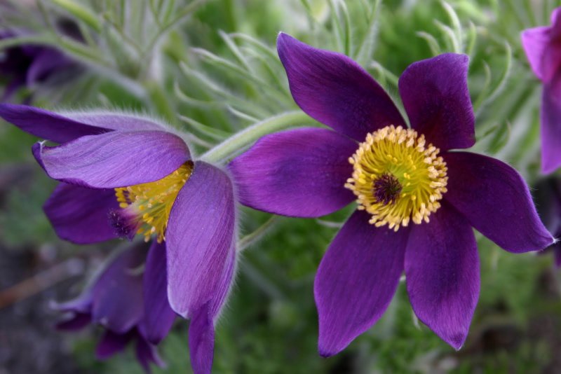 Прострел Pulsatilla