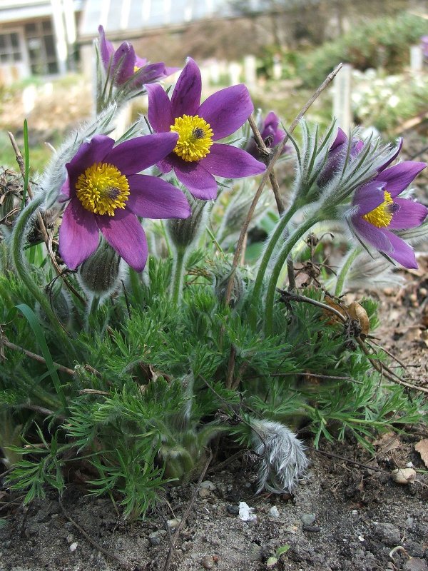 Pulsatilla Пульсатилла