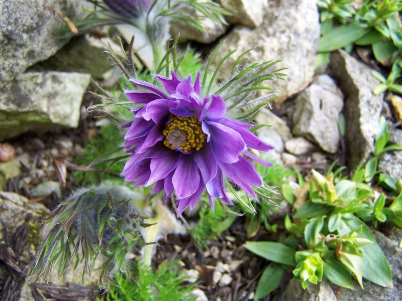 Pulsatilla vulgaris Papageno