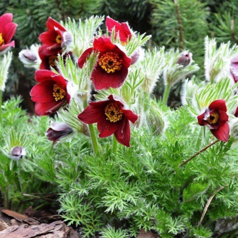 Прострел обыкновенный Pulsatilla vulgaris rubra