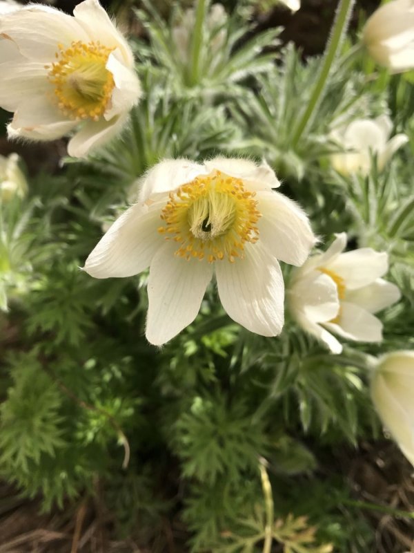 Прострел обыкновенный (Pulsatilla vulgaris `Dark Red`)