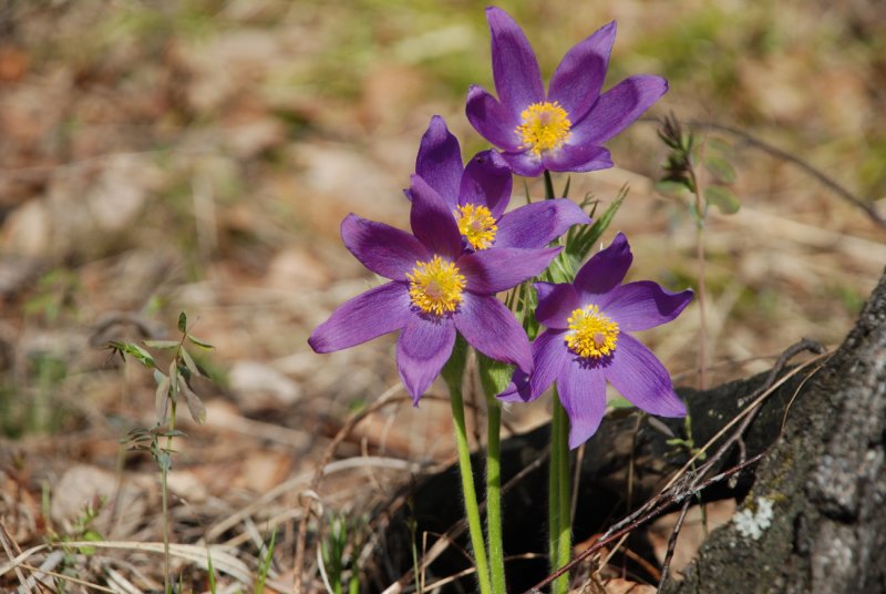 Pulsatilla Patens - прострел раскрытый