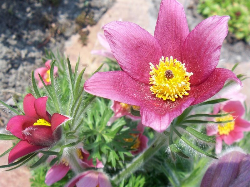 Пульсатилла vulgaris