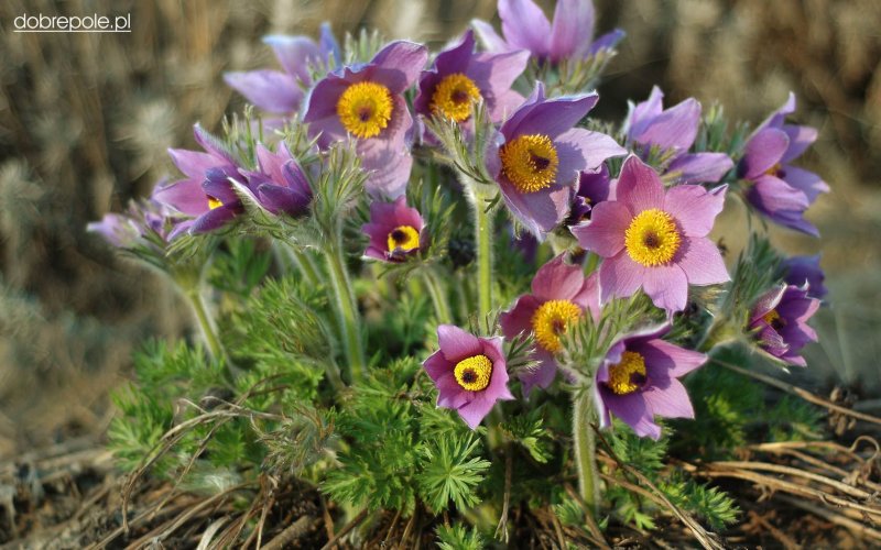 Прострел Pulsatilla vulgaris blaue Glocke