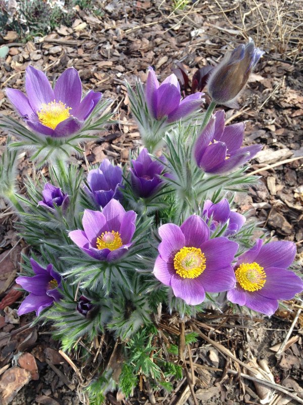 Прострел обыкновенный (Pulsatilla vulgaris `Blue Violet`)