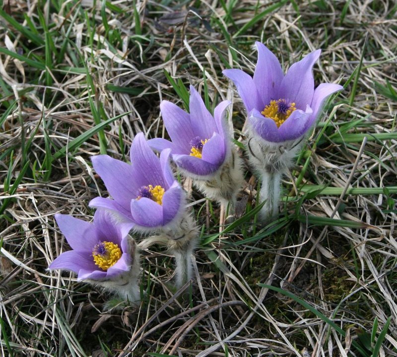 Pulsatilla Grandis