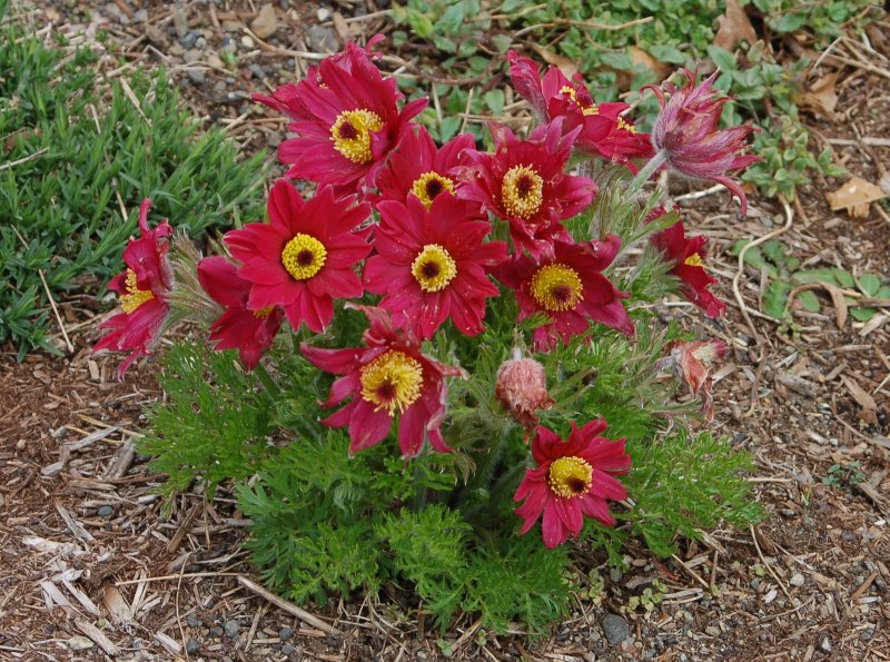 Прострел (Pulsatilla) Red Bells