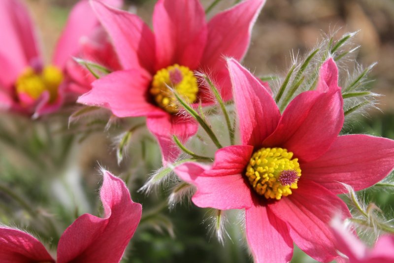 Прострел обыкновенный (Pulsatilla vulgaris)