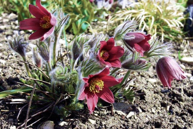 Пульсатилла Pulsatilla vulgaris Red