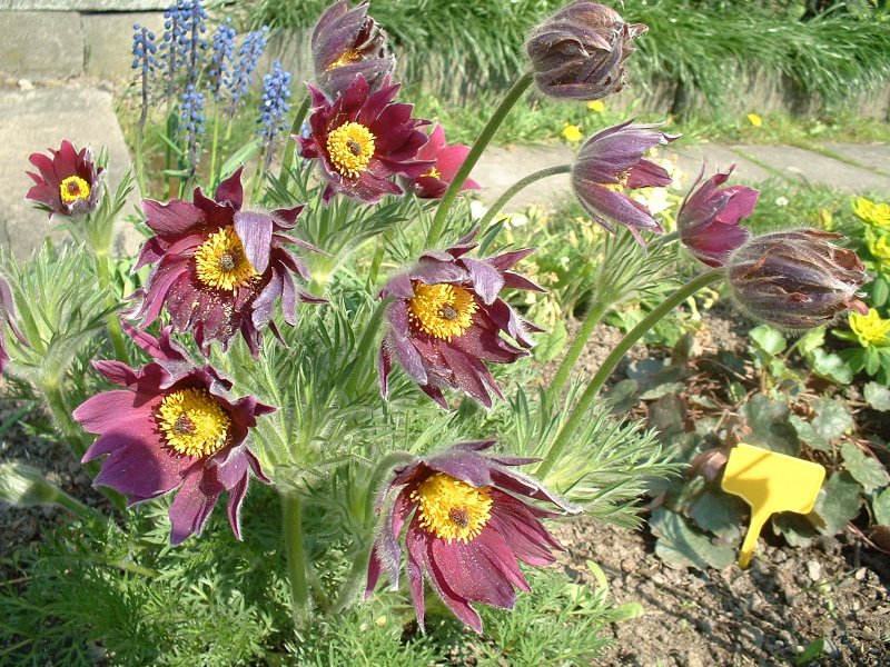 Пульсатилла vulgaris